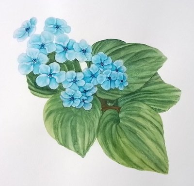 Chatham Island Forgetmenot